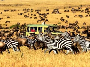 Safari